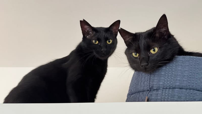 棚の上に並んでこちらを見る、2匹の黒猫